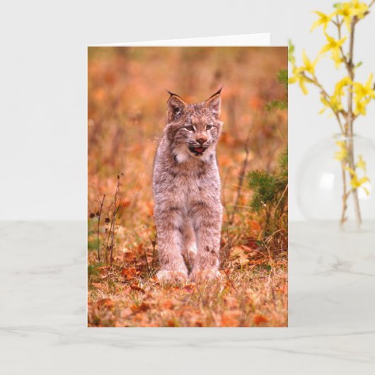 Bobcat Jagd | Herbstwald Karte (Gelbe Blume)