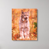 Bobcat Jagd | Herbstwald Leinwanddruck (Vorderseite)