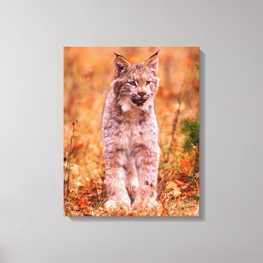 Bobcat Jagd | Herbstwald Leinwanddruck (Vorderseite)
