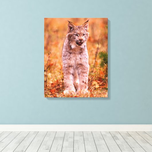 Bobcat Jagd | Herbstwald Leinwanddruck (Insitu (Holzboden))