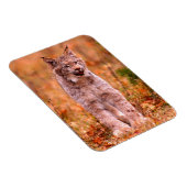 Bobcat Jagd | Herbstwald Magnet (Rechte Seite)