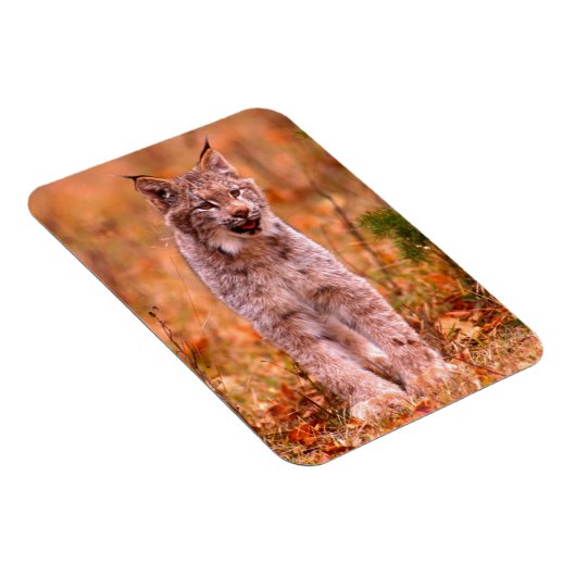 Bobcat Jagd | Herbstwald Magnet (Rechte Seite)