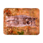 Bobcat Jagd | Herbstwald Magnet (Horizontal)