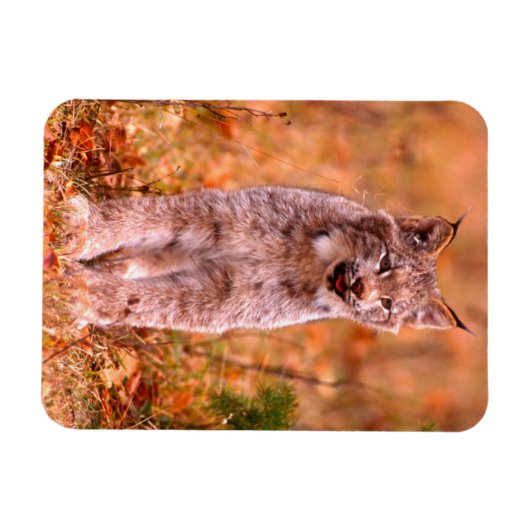 Bobcat Jagd | Herbstwald Magnet (Horizontal)
