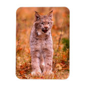 Bobcat Jagd | Herbstwald Magnet (Vertikal)