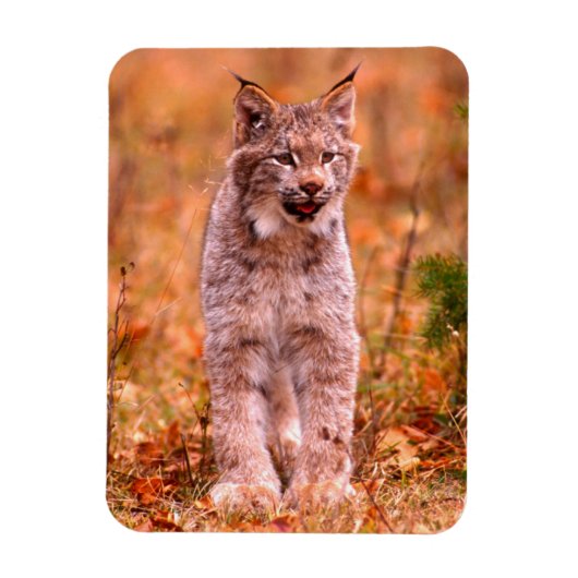 Bobcat Jagd | Herbstwald Magnet (Vertikal)