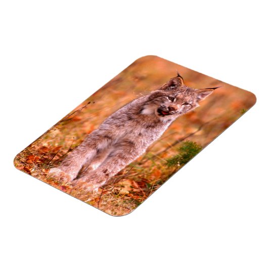 Bobcat Jagd | Herbstwald Magnet (Linke Seite)