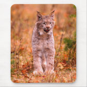 Bobcat Jagd | Herbstwald Mousepad (Vorne)