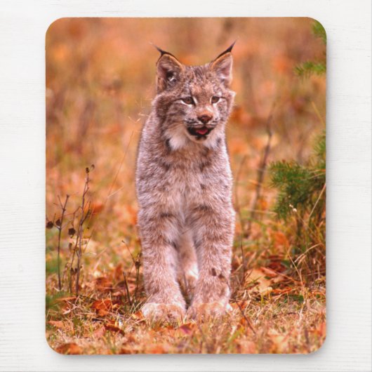 Bobcat Jagd | Herbstwald Mousepad (Vorne)