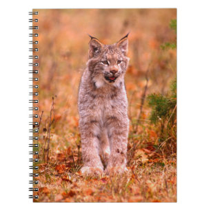Bobcat Jagd   Herbstwald Notizblock