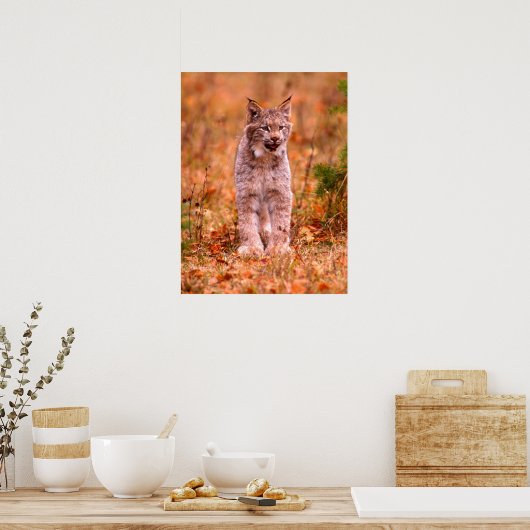 Bobcat Jagd | Herbstwald Poster (Küche)