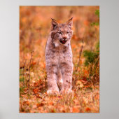Bobcat Jagd | Herbstwald Poster (Vorne)