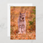 Bobcat Jagd | Herbstwald Postkarte (Vorne/Hinten)