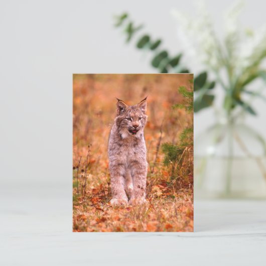 Bobcat Jagd | Herbstwald Postkarte (Stehend Vorderseite)