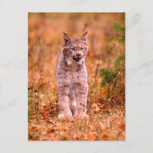 Bobcat Jagd   Herbstwald Postkarte