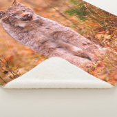 Bobcat Jagd | Herbstwald Sherpadecke (3/4)