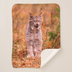 Bobcat Jagd   Herbstwald Sherpadecke