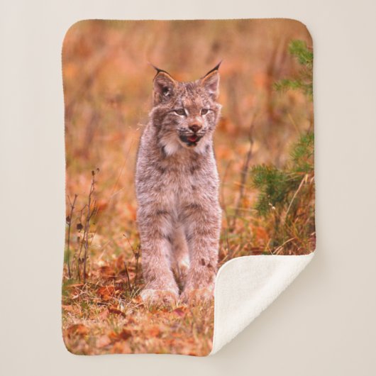 Bobcat Jagd | Herbstwald Sherpadecke (Vorderseite)