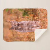 Bobcat Jagd | Herbstwald Sherpadecke (Vorderseite (Horizontal))