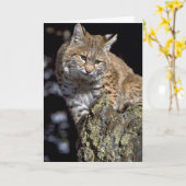 Bobcat Karte (Gelbe Blume)