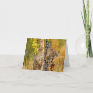 Bobcat Karte