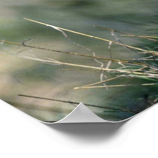 Bobcat-Kätzchen Poster (Ecke)