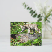 Bobcat Kitten auf der Schüssel Postkarte (Stehend Vorderseite)