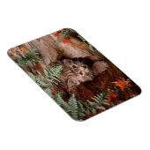 Bobcat Kitten Magnet (Rechte Seite)