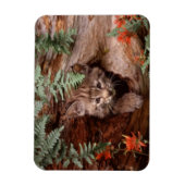 Bobcat Kitten Magnet (Vertikal)