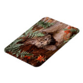 Bobcat Kitten Magnet (Linke Seite)