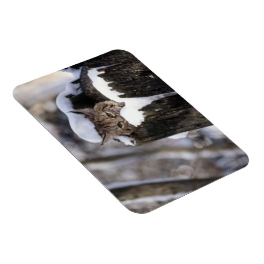 Bobcat Kitten Magnet (Rechte Seite)