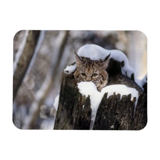 Bobcat Kitten Magnet (Horizontal)