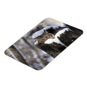 Bobcat Kitten Magnet (Linke Seite)