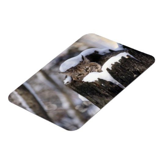 Bobcat Kitten Magnet (Linke Seite)