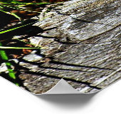 Bobcat Kitten Poster (Ecke)