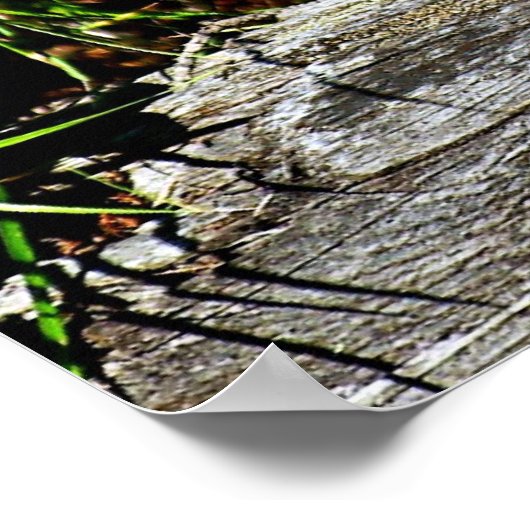 Bobcat Kitten Poster (Ecke)