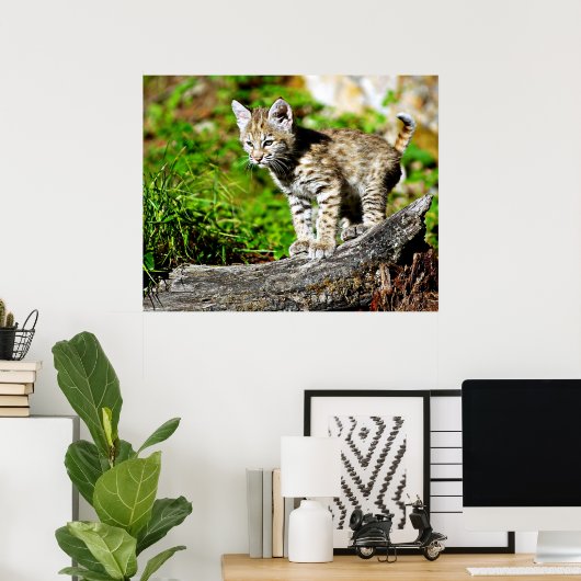Bobcat Kitten Poster (Heimbüro)
