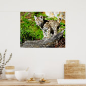 Bobcat Kitten Poster (Küche)