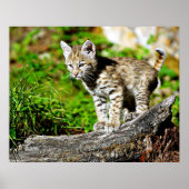 Bobcat Kitten Poster (Vorne)