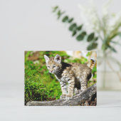 Bobcat Kitten Postkarte (Stehend Vorderseite)
