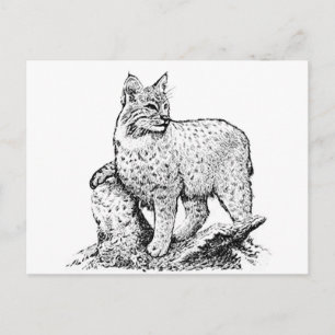 Bobcat Line Art Postkarte