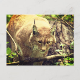 Bobcat Lynx Wild Life Animal Postkarte