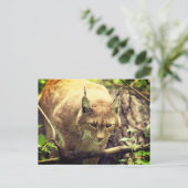 Bobcat Lynx Wild Life Animal Postkarte (Stehend Vorderseite)