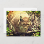 Bobcat Lynx Wild Life Animal Postkarte (Vorne/Hinten)