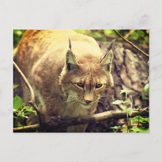 Bobcat Lynx Wild Life Animal Postkarte (Vorderseite)