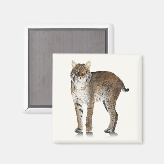 Bobcat Magnet (Vorderseite/Rückseite)