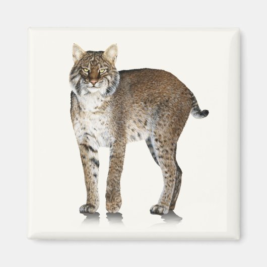 Bobcat Magnet (Vorne)