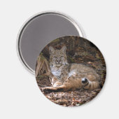 Bobcat Magnete Magnet (Vorderseite/Rückseite)