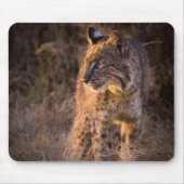 Bobcat mit dem Abend Sun Mouse Pad Mousepad (Vorne)