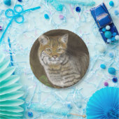 Bobcat Pappteller (Party)